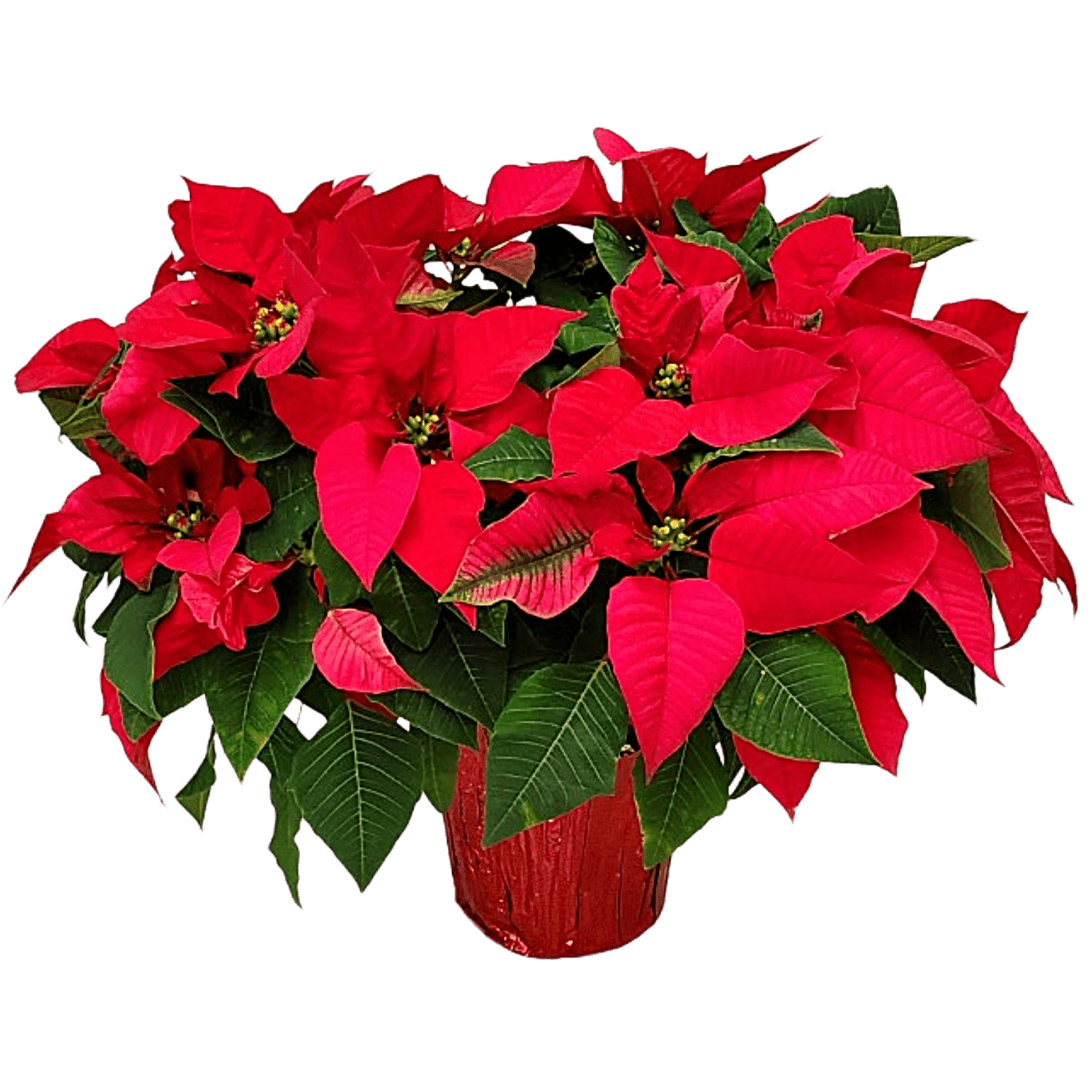 Tropical Plants of Florida 12" to 16" Red Poinsettia Live Plant with Red Planter Cover; Christmas Plant, Holiday Home Decor