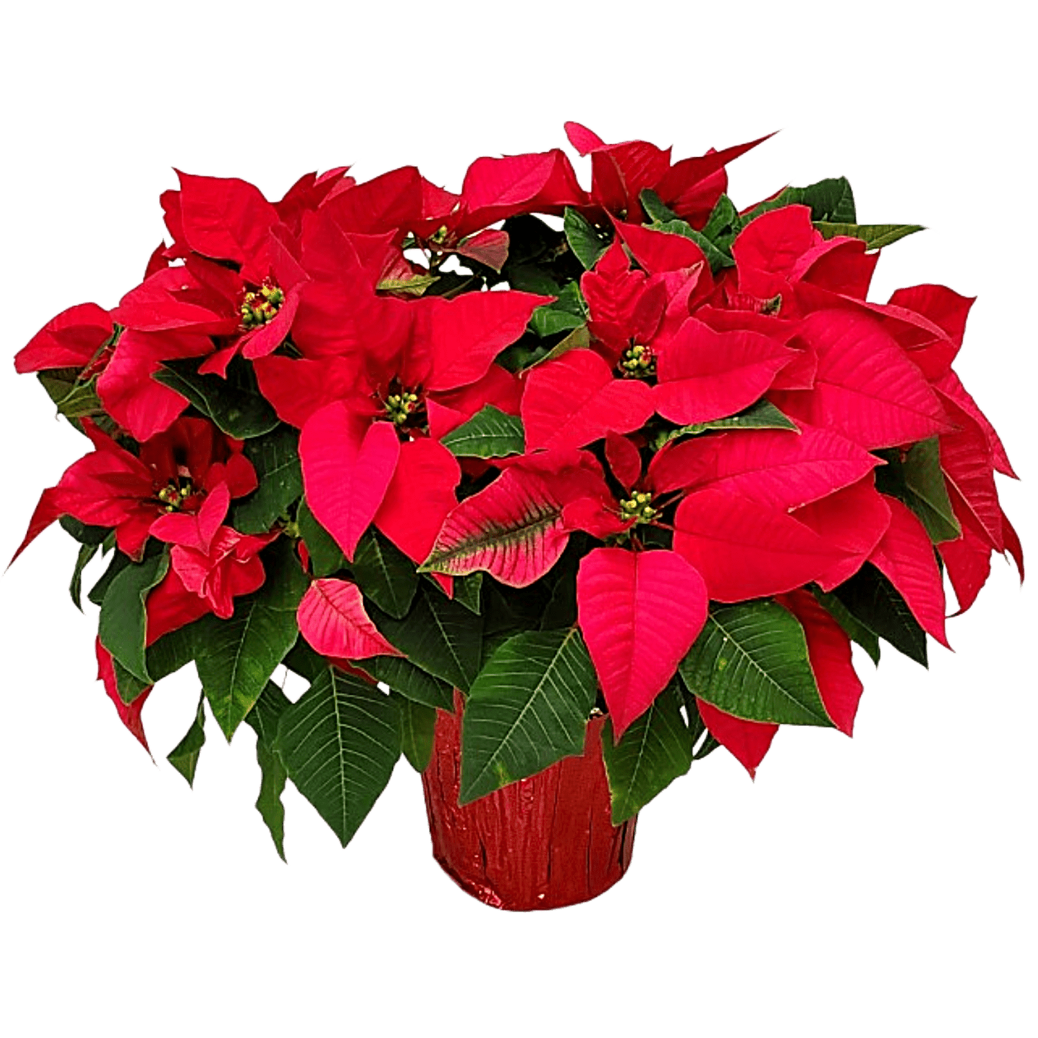 Tropical Plants of Florida 12" to 16" Red Poinsettia Live Plant with Red Planter Cover; Christmas Plant, Holiday Home Decor