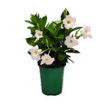 thumbnail image 1 of Tropical Plants of Florida 12" to 16" White Dipladenia Flower Bush Plant; Partial to Full Sunlight, 1 of 5