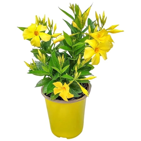 Tropical Plants of Florida 12" to 16" Yellow Dipladenia Bush; Partial to Full Sunlight, Outdoor, 6" Nursery Planter