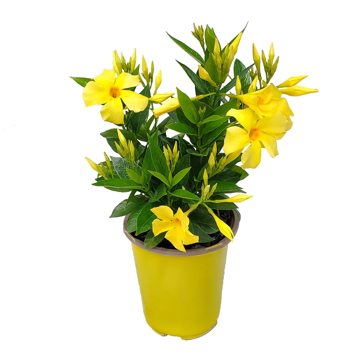 Tropical Plants of Florida 12" to 16" Yellow Dipladenia Bush; Partial to Full Sunlight, Outdoor, 6" Nursery Planter