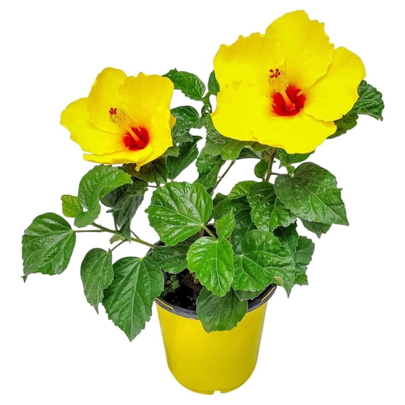 Tropical Plants of Florida 12" to 16" Yoder Yellow Hibiscus Bush; Full Sunlight, Outdoor Garden, Pet Friendly, 6" Planter