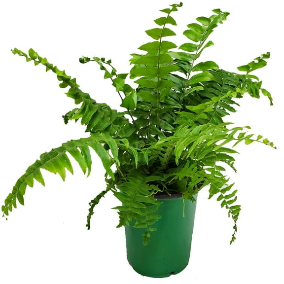 Tropical Plants of Florida 14" to 18" Macho Fern Plant; Sword Fern, Green, Partial Shade, 1 Gallon