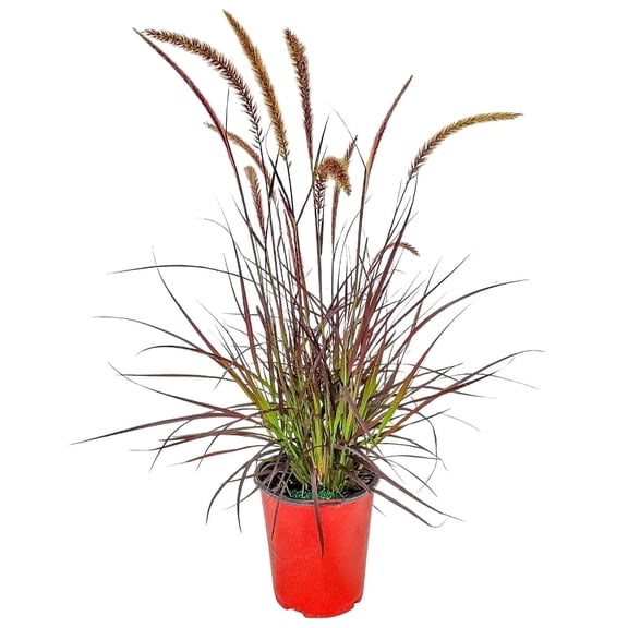 Tropical Plants of Florida 14" to 20" Red Fountain Grass Plant; Ornamental Grass, 6" Growers Pot