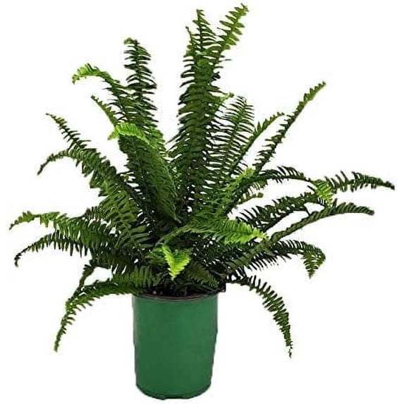 Tropical Plants of Florida 15" to 18" Green Kimberly Queen Fern Houseplant; Partial Sunlight