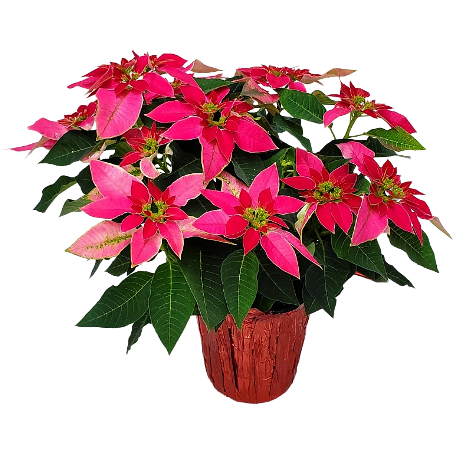 Tropical Plants of Florida 15" to 20" Live Pink Poinsettia Plant; Live Holiday Decor, Christmas Decorations, Thanksgiving Plant