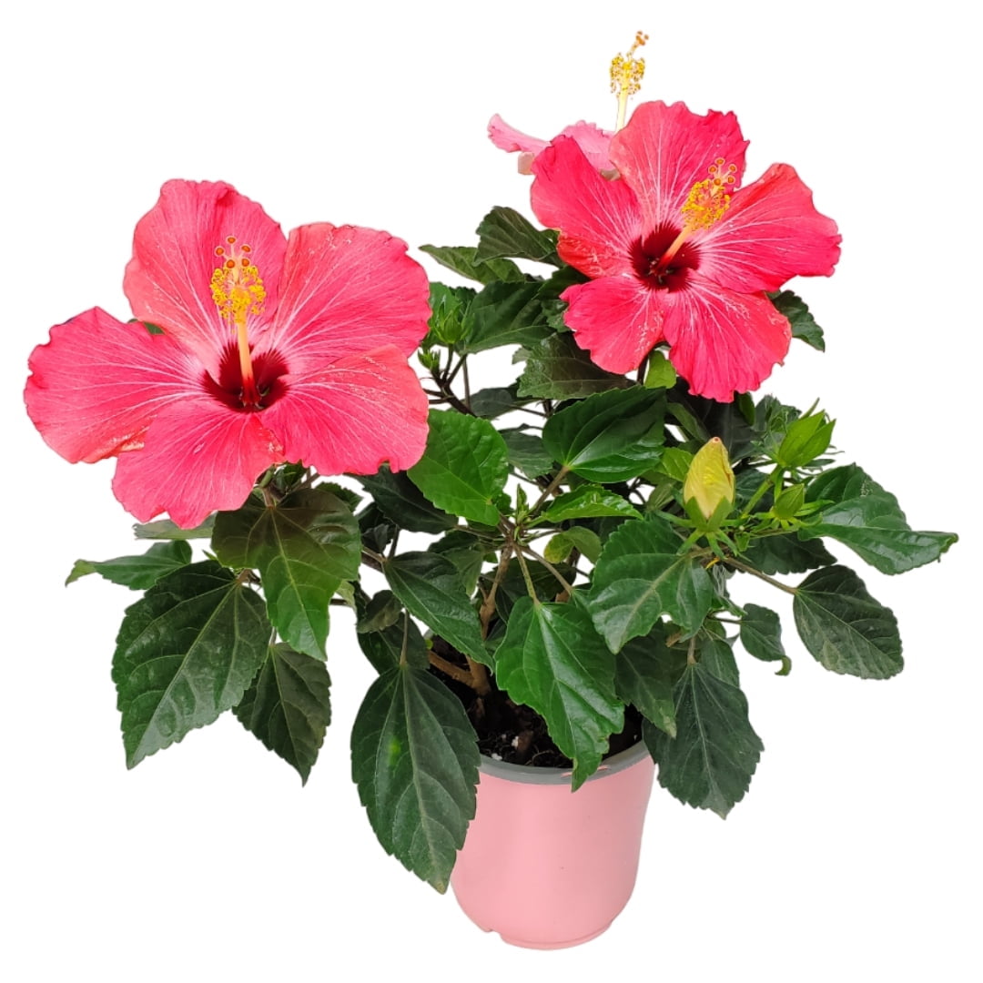 Tropical Plants of Florida 16" to 18" Painted Lady Pink Hibiscus Bush; Full Sunlight, Outdoor, Pet Friendly, 6" Planter