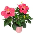 thumbnail image 1 of Tropical Plants of Florida 16" to 18" Painted Lady Pink Hibiscus Bush; Full Sunlight, Outdoor, Pet Friendly, 6" Planter, 1 of 5
