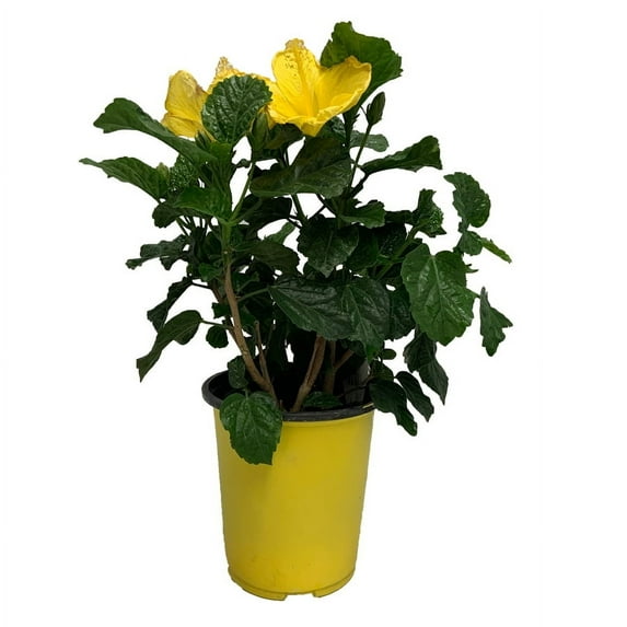 Tropical Plants of Florida 16" to 18" Yellow Hibiscus Bush; Full Sunlight, 6" Growers Planter