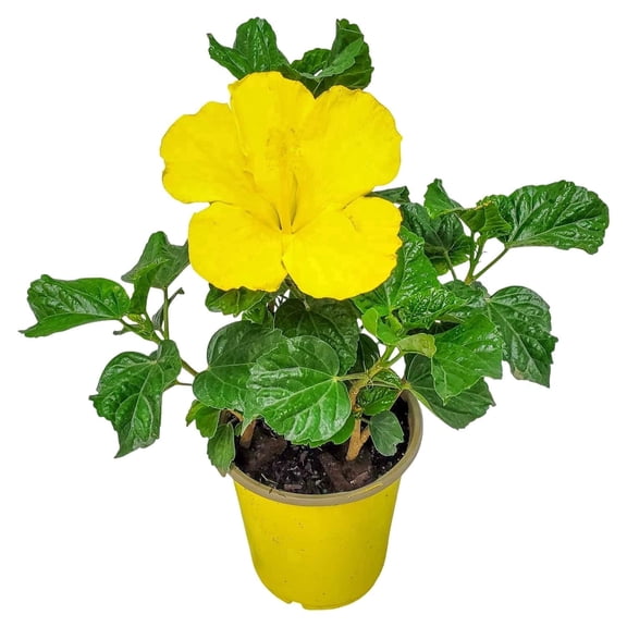 Tropical Plants of Florida 16" to 18" Yellow Hibiscus Bush; Full Sunlight, 6" Growers Planter