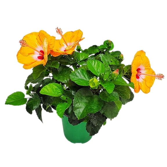 Tropical Plants of Florida 16" to 18" Yoder Orange Hibiscus Bush with Red Throat; Full Sunlight
