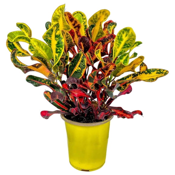 Tropical Plants of Florida 16" to 20" Croton Mammy; Variegated Shades of Green, Yellow, Red, Purple