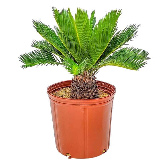 Tropical Plants of Florida 16" to 22" Sago Palm Tree Plant; Indoor Plant, Large Plant, Growers Pot