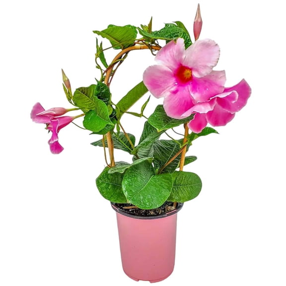 Tropical Plants of Florida 18" to 20" Pink Mandevilla Vine on Starter Trellis; Flower Plant, Partial Sun