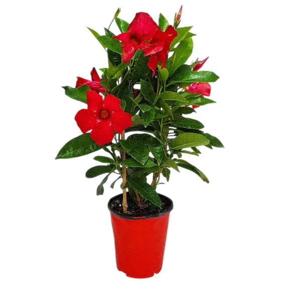 Tropical Plants of Florida 18" to 20" Red Mandevilla on Starter Trellis; Flowering Plant, Vine Plant