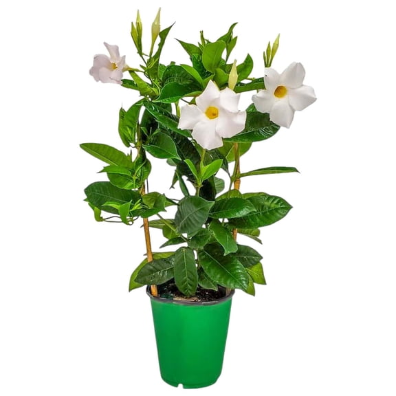 Tropical Plants of Florida 18" to 20" White Mandevilla Vine on a Trellis; Flower Plant, Partial Sun
