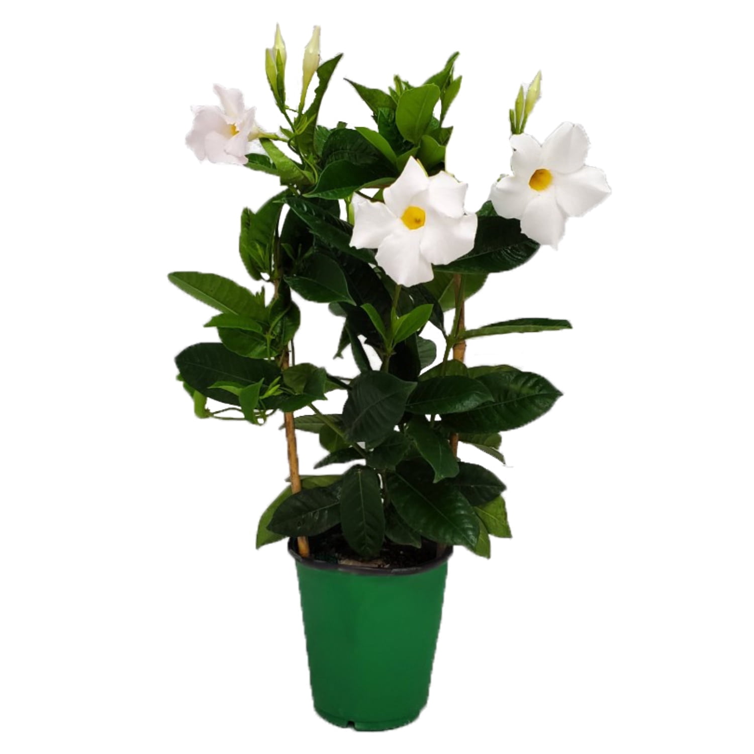 Tropical Plants of Florida 18" to 20" White Mandevilla Vine on a Trellis; Flower Plant, Partial Sun