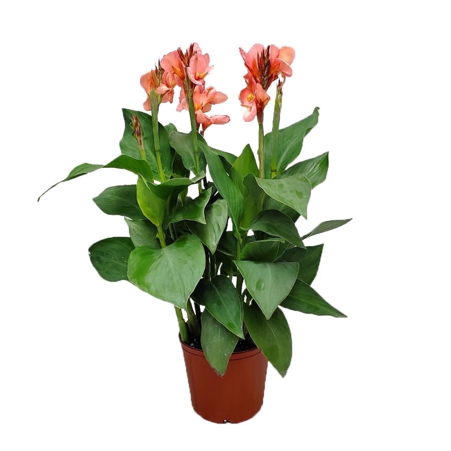 Tropical Plants of Florida 18" to 22" Peach Canna Lily Plant; Flowering Plant, Full Sunlight, Growers Planter