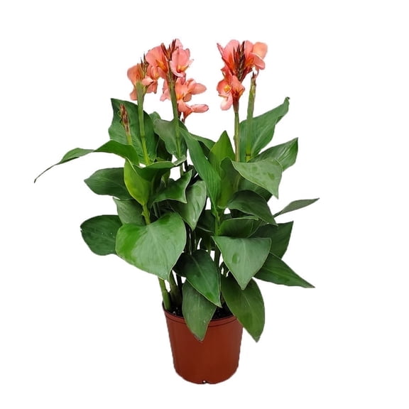 Tropical Plants of Florida 18" to 22" Peach Canna Lily Plant; Flowering Plant, Full Sunlight, Growers Planter