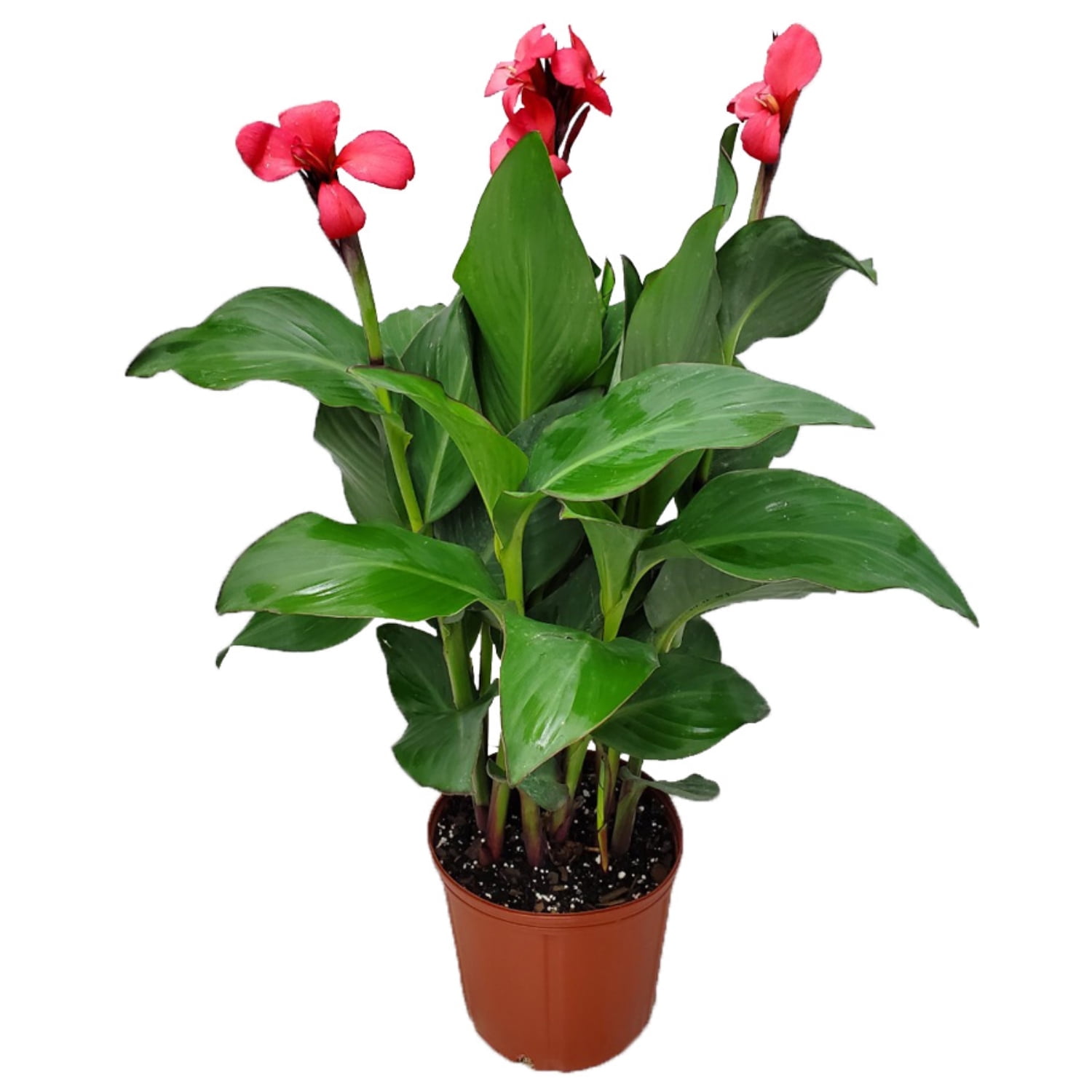 Tropical Plants of Florida 18" to 22" Pink Canna Lily Bush; Pink Blooms, Full Sunlight, Growers Pot