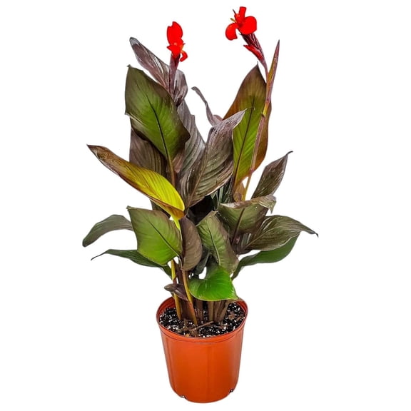 Tropical Plants of Florida 18" to 22" Red Canna Lilly Plant; Full Sunlight, Red Flowers, Growers Pot