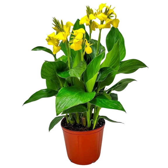 Tropical Plants of Florida 18" to 22" Yellow Canna Lily Bush; Full Sunlight, Yellow Flowers