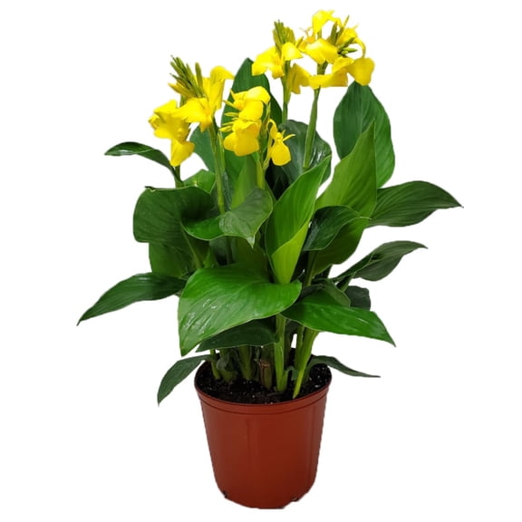 Tropical Plants of Florida 18" to 22" Yellow Canna Lily Bush; Full Sunlight, Yellow Flowers