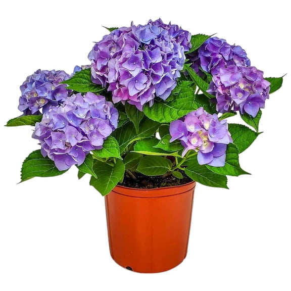 Tropical Plants of Florida 20" to 24" Blue Hydrangea Flower Plant; Blue Flowers, Growers Planter