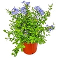 thumbnail image 1 of Tropical Plants of Florida 20" to 24" Imperial Blue Plumbago Plant; Flower Bush, Full Sunlight, Growers Pot, 1 of 6