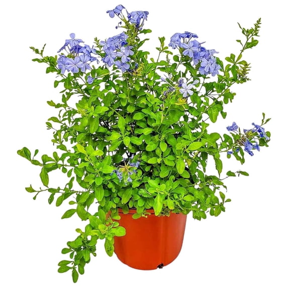 Tropical Plants of Florida 20" to 24" Imperial Blue Plumbago Plant; Flower Bush, Full Sunlight, Growers Pot