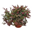 thumbnail image 1 of Tropical Plants of Florida 20" to 24" Loropetalum Plum Delight Plant; Purple Flowering Bush, 1 of 5