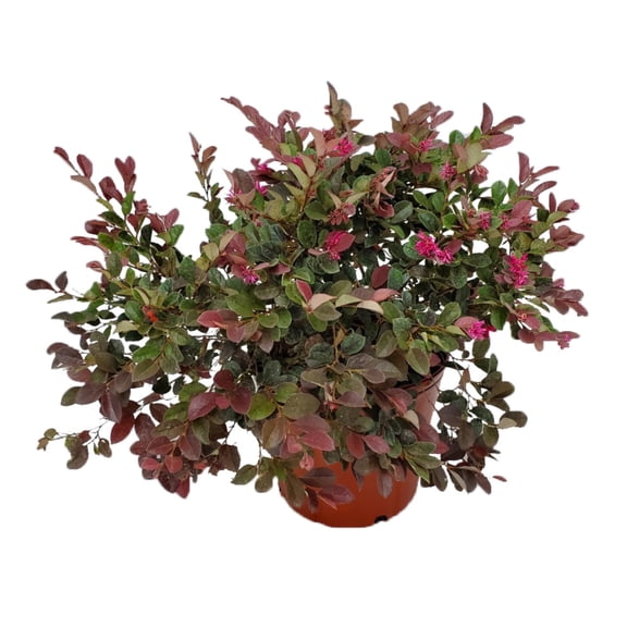 Tropical Plants of Florida 20" to 24" Loropetalum Plum Delight Plant; Purple Flowering Bush