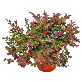 Tropical Plants of Florida 20" to 24" Loropetalum Plum Delight Plant; Purple Flowering Bush