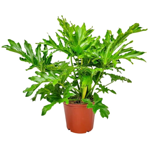 Tropical Plants of Florida 20" to 24" Philodendron Selloum; Partial Sunlight, Tree Philodendron, Growers Planter