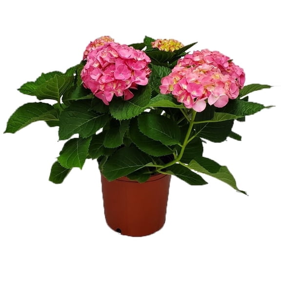 Tropical Plants of Florida 20" to 24" Pink Hydrangea Plant; Pink Flowers, Flower Plant