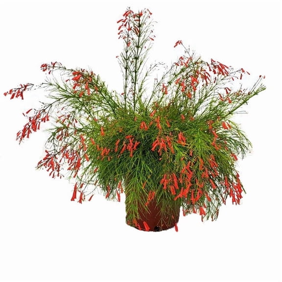Tropical Plants of Florida 20" to 24" Red Firecracker Bush; Full Sunlight, Red Flowers, Growers Pot