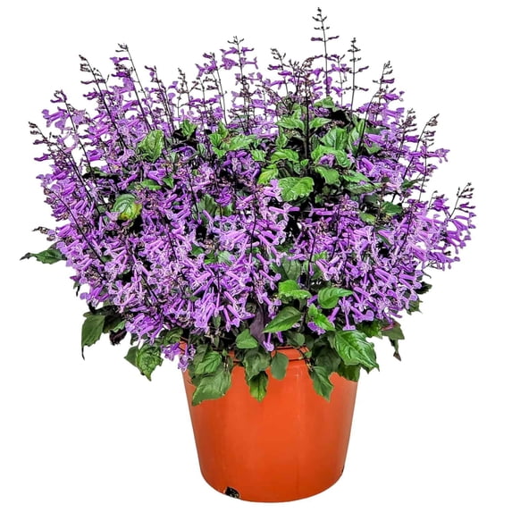 Tropical Plants of Florida 22" to 24" Mona Lavender Plectranthus Plant; Full Sunlight, Purple Flowers