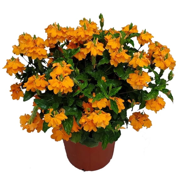 Tropical Plants of Florida 22" to 26" Crossandra Orange Marmalade Plant; Flowering Bush, Full Sunlight