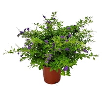 Tropical Plants of Florida 22" to 26" Duranta Sapphire Showers Flower Bush; Full Sun, Growers Pot