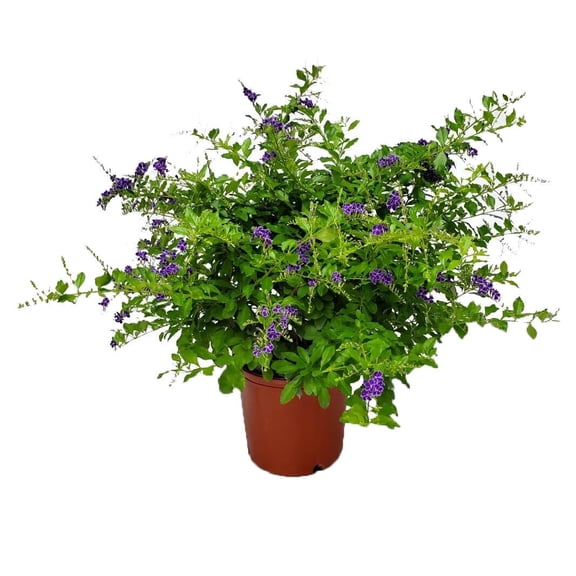 Tropical Plants of Florida 22" to 26" Duranta Sapphire Showers Flower Bush; Full Sun, Growers Pot
