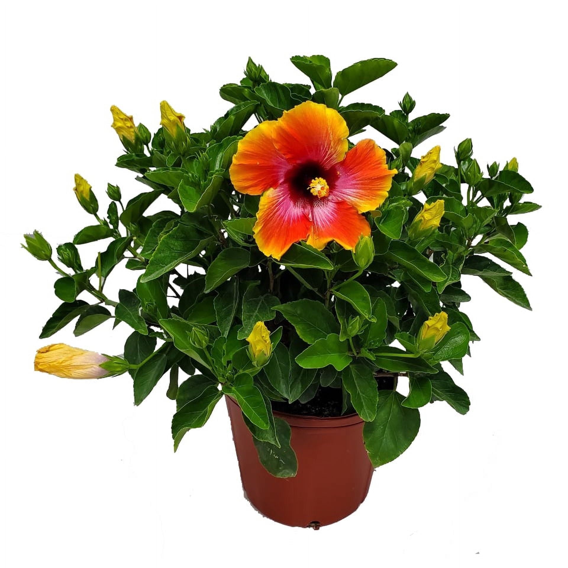 Tropical Plants of Florida 22" to 26" Fiesta Hibiscus Bush Plant, 10 in Grower Pot, Attract Bees