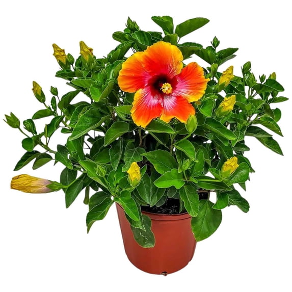 Tropical Plants of Florida 22" to 26" Fiesta Hibiscus Bush Plant, 10 in Grower Pot, Attract Bees