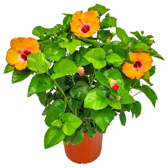 Tropical Plants of Florida 22" to 26" Orange Mandarin Yoder Hibiscus Bush; Full Sunlight, Flower Plant
