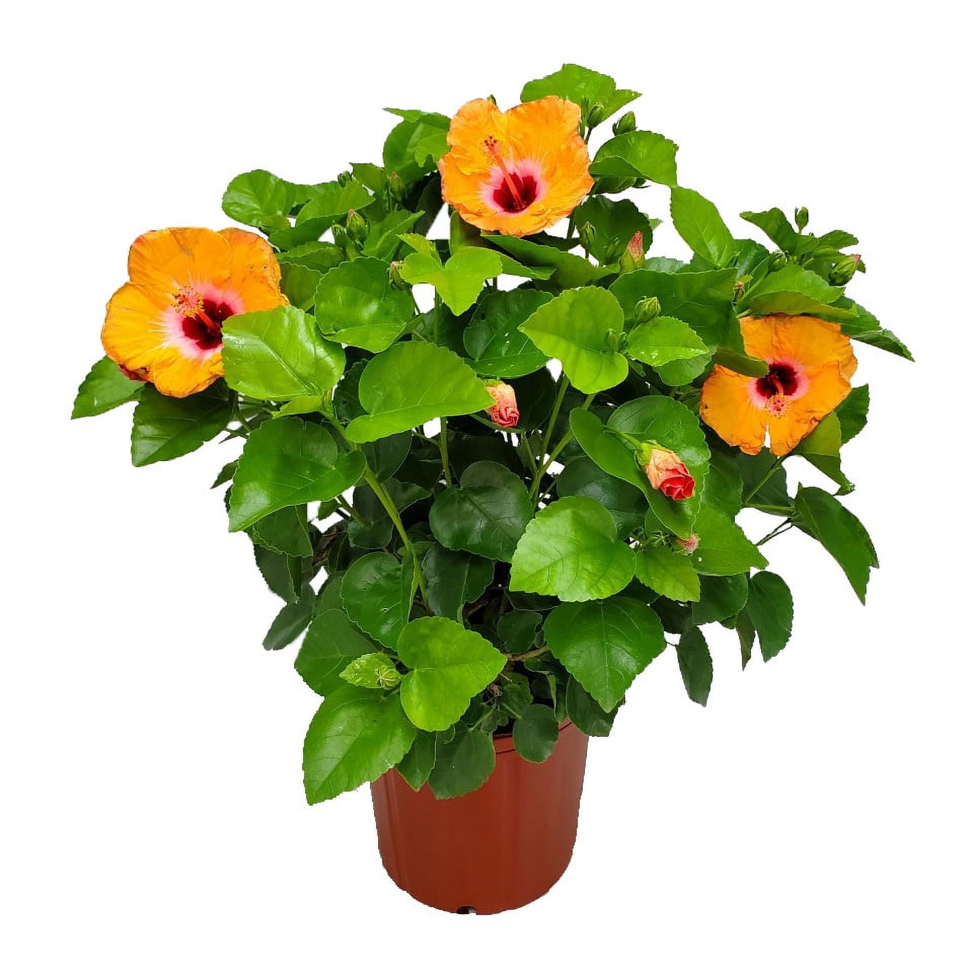 Tropical Plants of Florida 22" to 26" Orange Mandarin Yoder Hibiscus Bush; Full Sunlight, Flower Plant