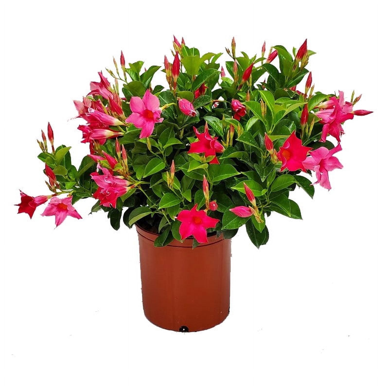 Tropical Plants of Florida 22" to 26" Pink Dipladenia Bush; Partial Sunlight, Continous Pink Blooms, Growers Pot