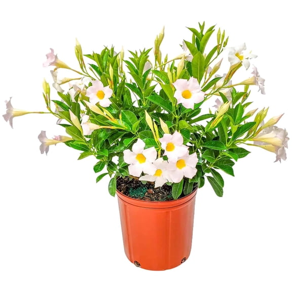 Tropical Plants of Florida 22" to 26" White Dipladenia Bush; Partial to Full Sun, Flower Plant, Growers Pot