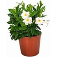 thumbnail image 1 of Tropical Plants of Florida 22" to 26" White Dipladenia Bush; Partial to Full Sun, Flower Plant, Growers Pot, 1 of 4