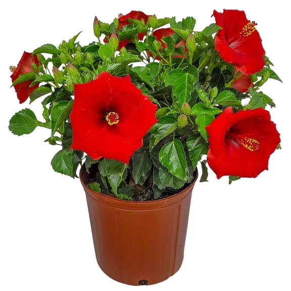 Tropical Plants of Florida 22" to 26" Yoder Red Hibiscus Bush Plant; Full Sunlight, Outdoor Flowering Plant, Growers Pot