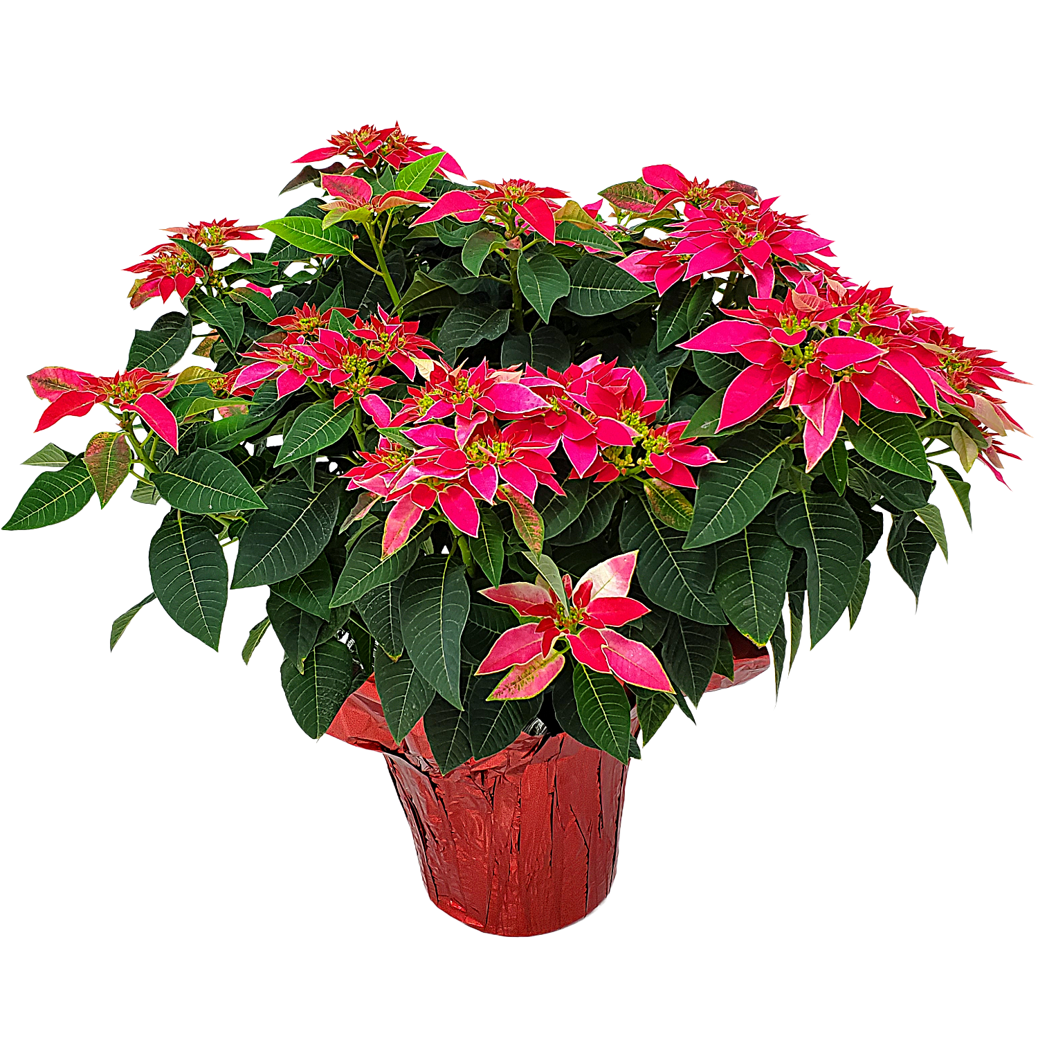 Tropical Plants of Florida Live Pink Poinsettia Plant in Decorative Foil Wrap Luv U Pink Variety, 3 Gallon Pot, 2228" Tall Holiday & Christmas Flowering Plant for Home Dcor or Gift