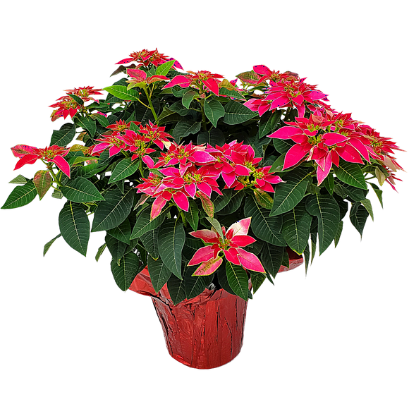 Tropical Plants of Florida Live Pink Poinsettia Plant in Decorative Foil Wrap  Luv U Pink Variety, 3 Gallon Pot, 2228" Tall  Holiday & Christmas Flowering Plant for Home Dcor or Gift